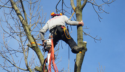 Baumpflege mit Teleskopschere