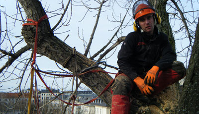 Baumpflege mit Teleskopschere