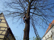 Baumpflege: Baumschnitt