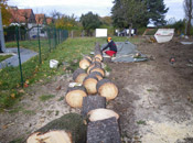 Zerteilen eines gefällten Baumes