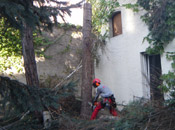 Baum wird gefällt