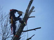 Verkürzung des Baumes